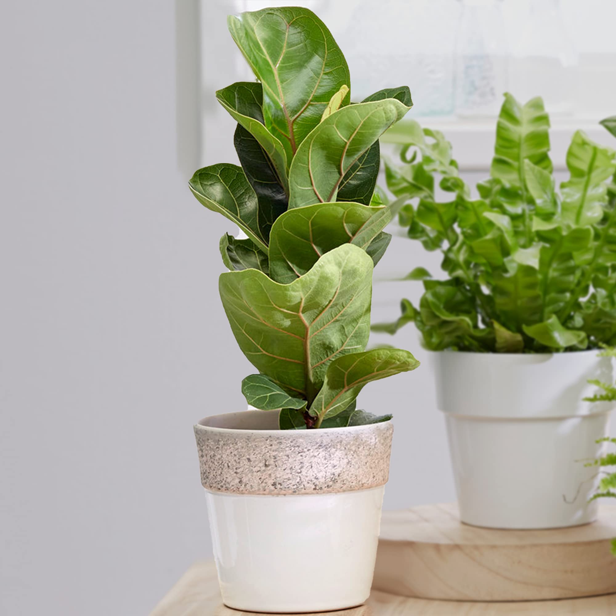 Ficus Bambino Fiddle-Leaf Fig | 30-40cm Potted Houseplant | Best Indoor Plants