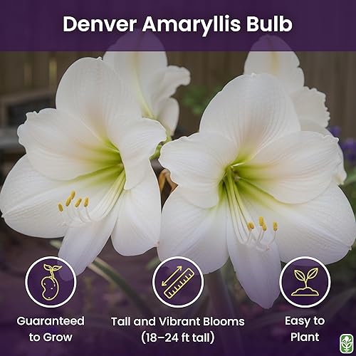 Miniatura 2 de Denver Amaryllis Bulb – Amaryllis Blanca – Bombilla de raíz desnuda de 11.0-11.8 in – 1-2 tallos con hasta 8 flores – Ideal para plantar en