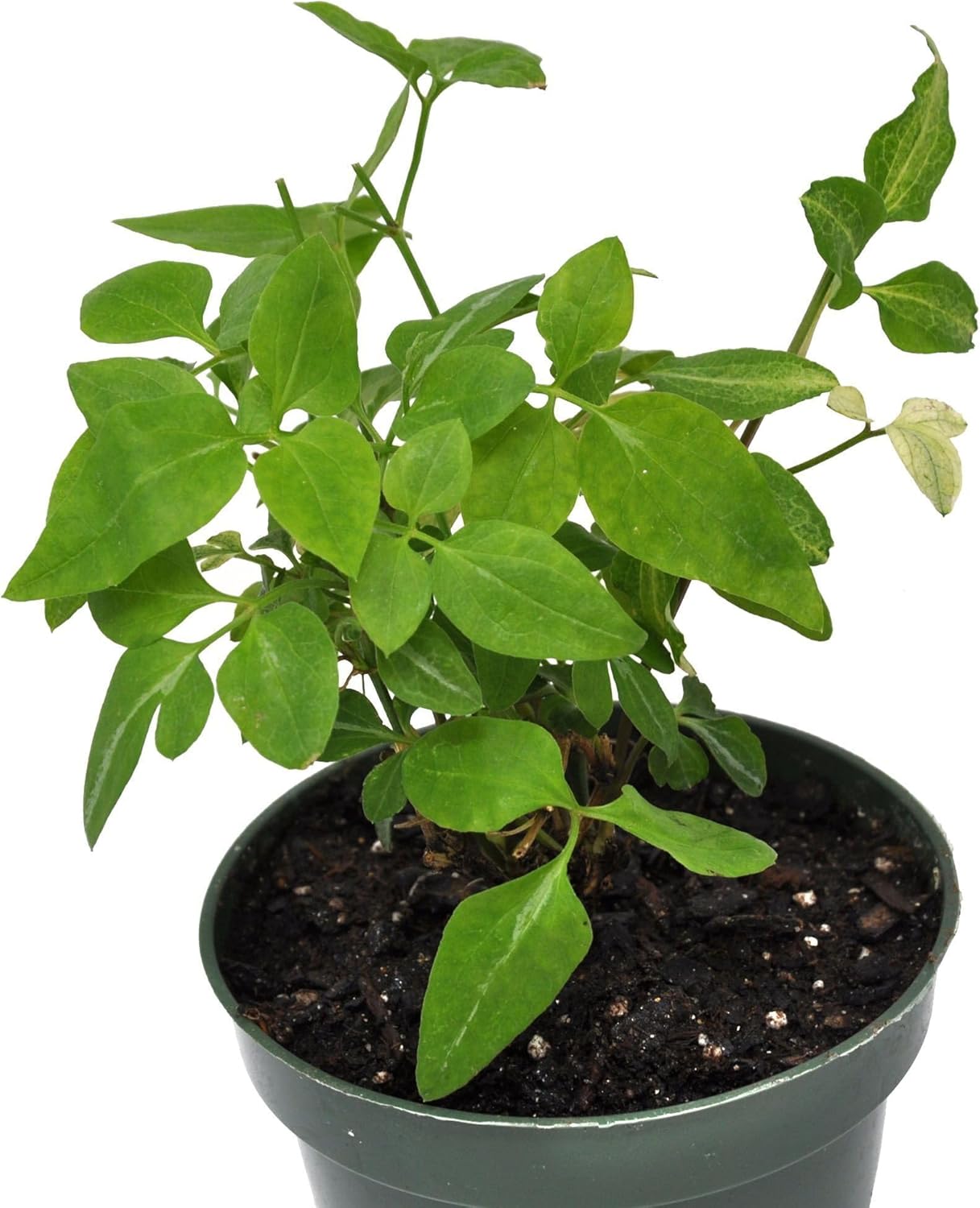 Clematis terniflora 'Paniculata', Sweet Autumn Clematis, Flowering Plant, Climbing Vine that is a Prolific Bloomer in Late Summer Until Autumn, Container Size: 4.5"