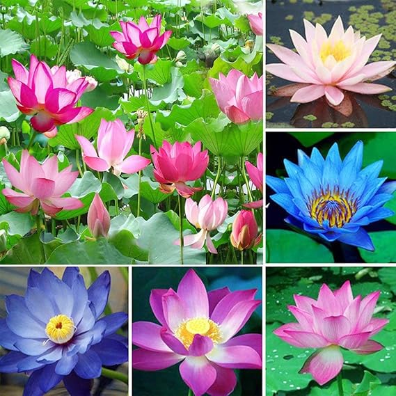 QAUZUY GARDEN 30 Seeds Mixed Color Bonsai Lotus Seeds
