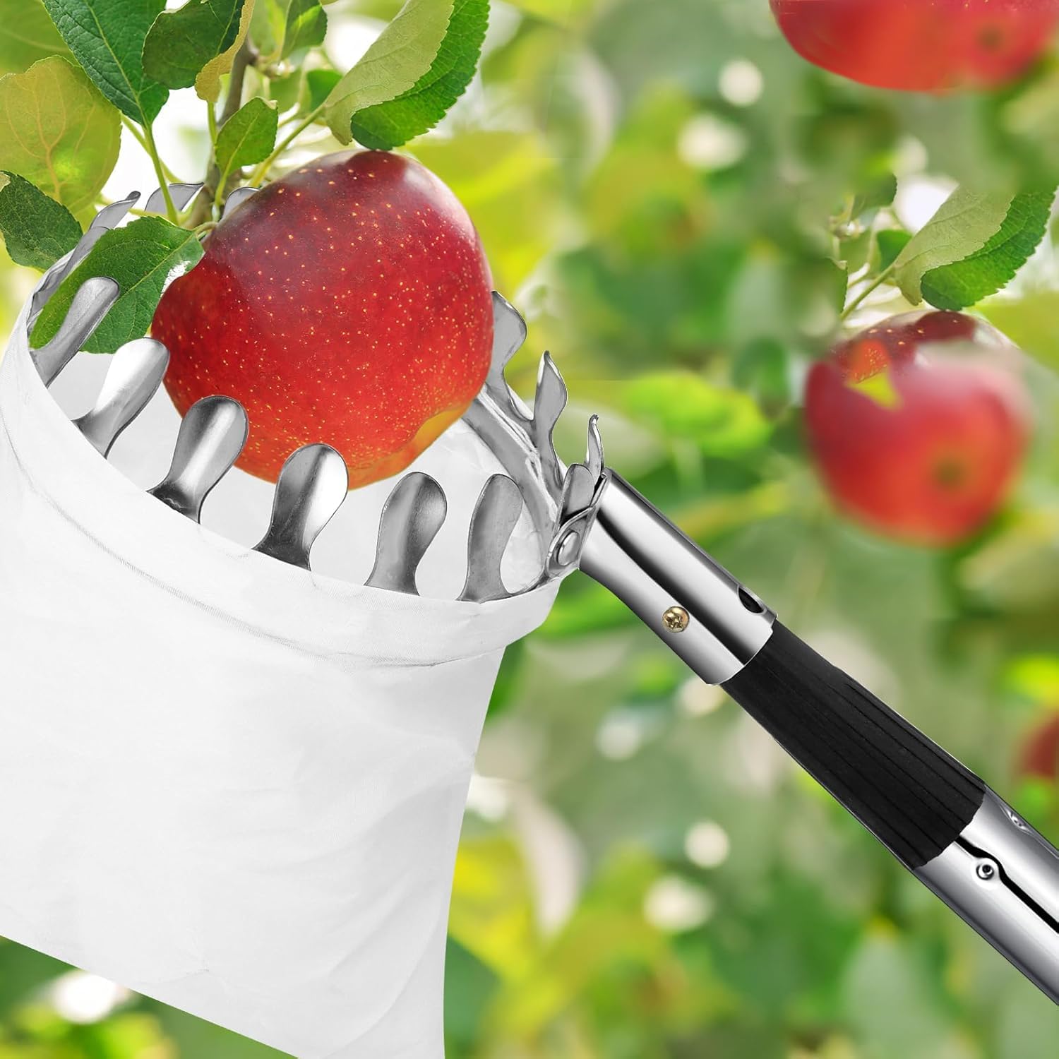 Recogedor de Frutas, 4.2M Recogedor de Frutas Telescopico,Inoxidable Ajustable Recogedor de Frutas Recoge Frutas de árboles con Bolsa de Algodón Engrosada para Manzana Cereza Higo Mango etc