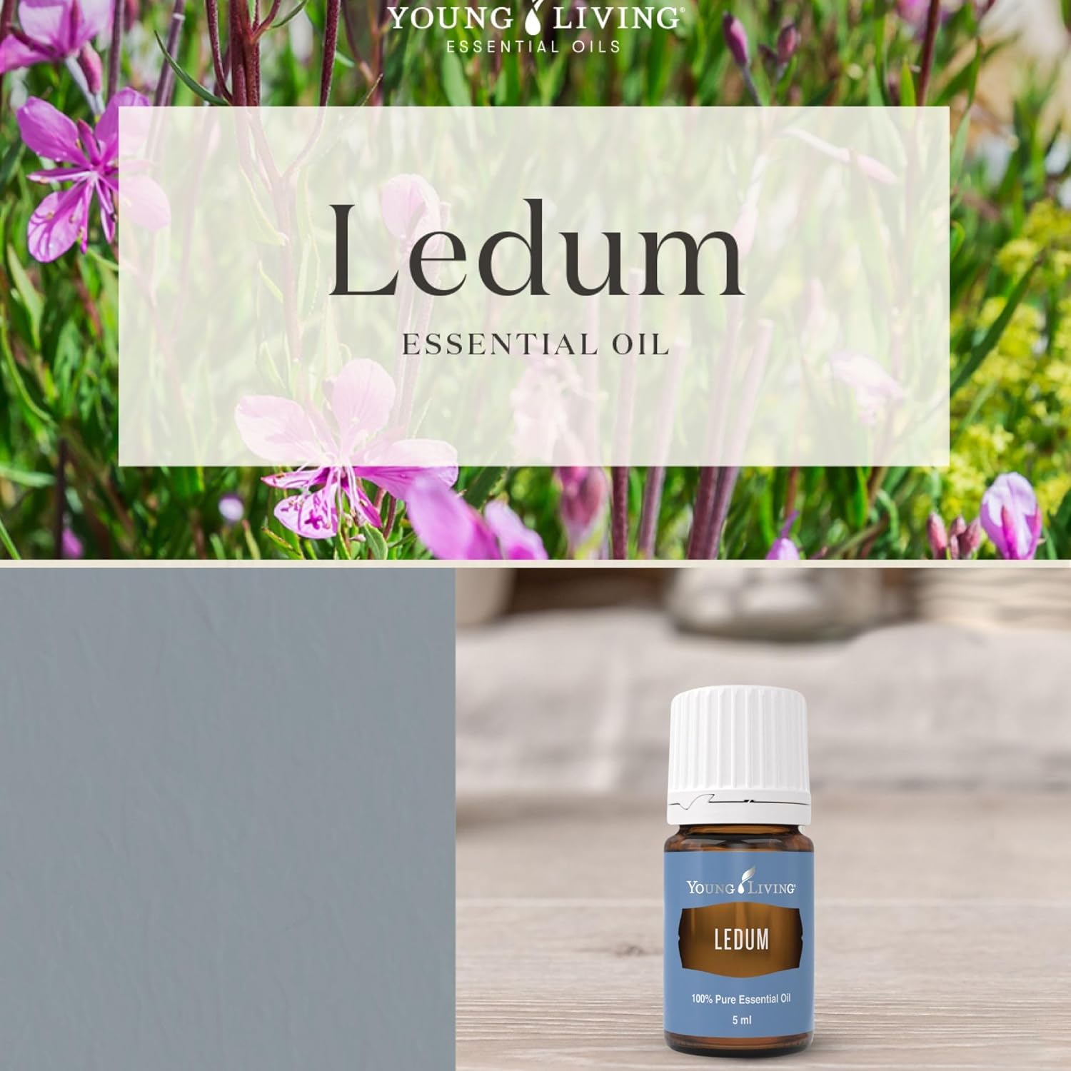 Young Living Ledum Premium Essential Oil - 5ml - Natural Meditation & Yoga Diffuser Scent - Spiritual Cleansing and Harmonizing Aroma - Prayer and Massage Blend