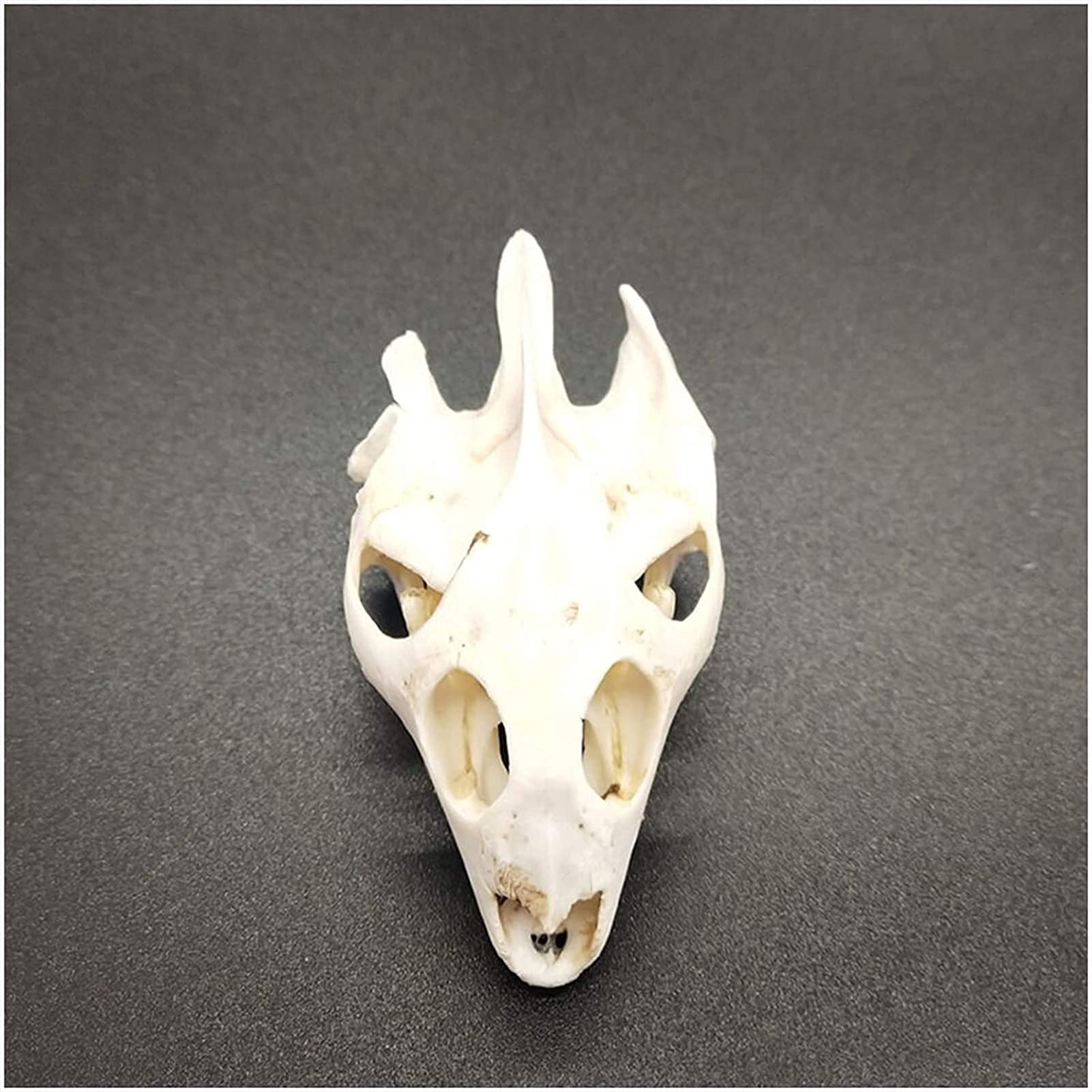 動物の頭骨 4種　セット　ミンク　ヘビ　カメ　等 動物の頭骨 4種 セット ミンク ヘビ カメ 等 Amazon | 100%真実な動物