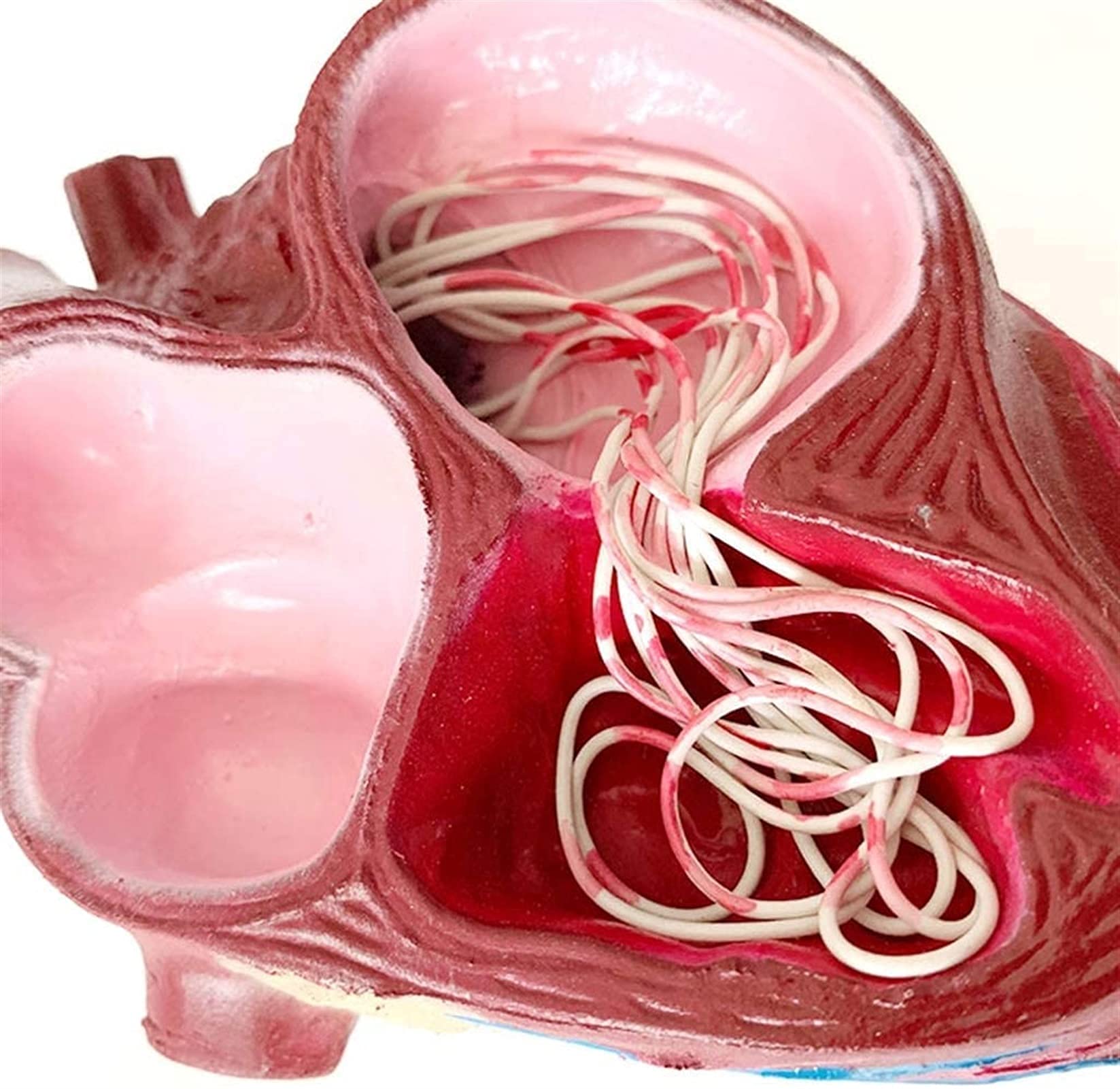 Model serca psa - Anatomiczny model narządów zwierzęcych psa - do nauczania medycyny weterynaryjnej, modele medyczne i materiały edukacyjne do nauki medycyny