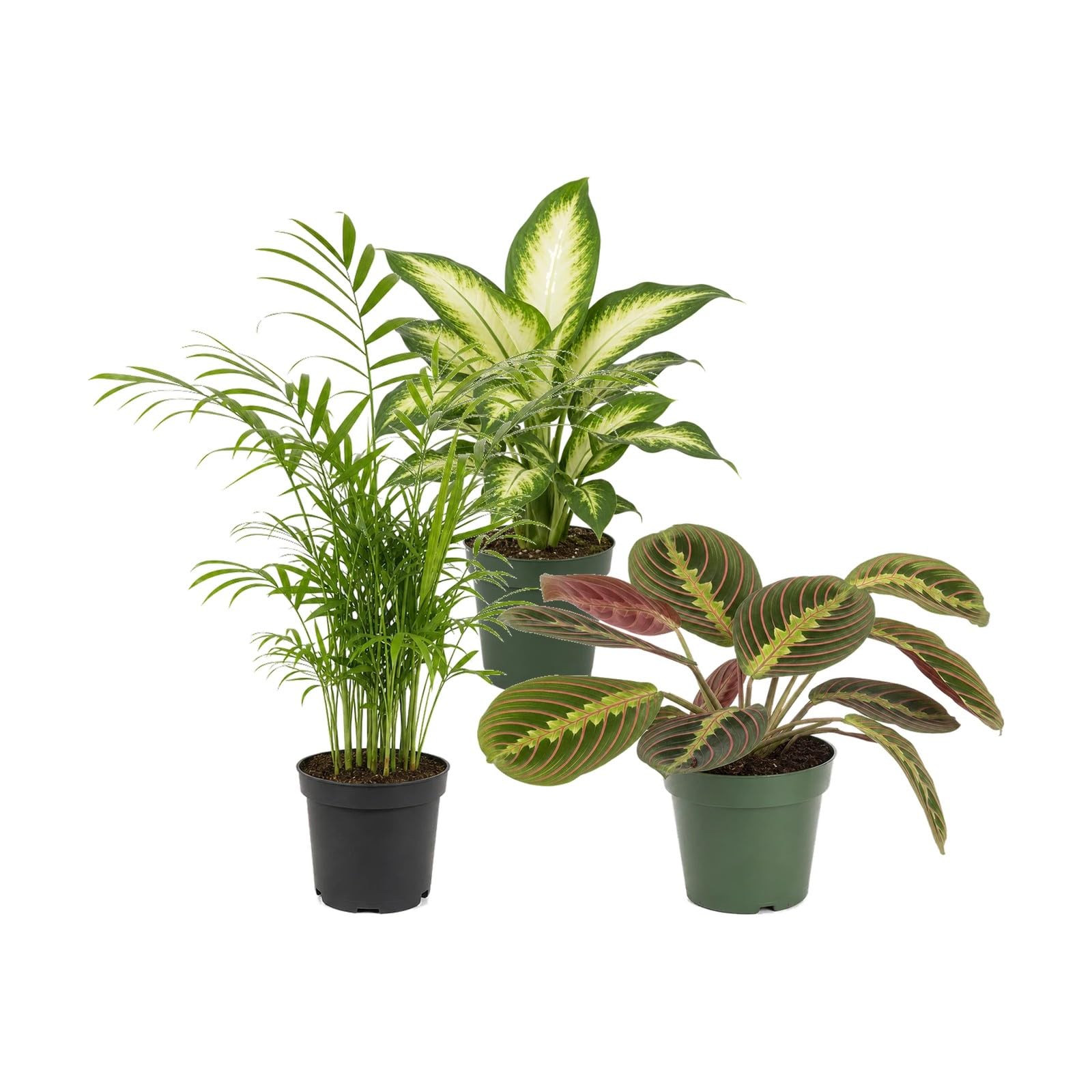 DECOALIVE Pack 3 Plantas de Interior: Ambientes Húmedos
