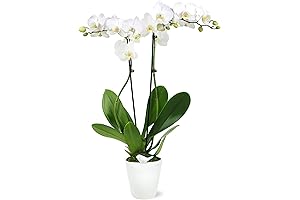 Petite White Orchid: Radiance in a Ceramic Cradle