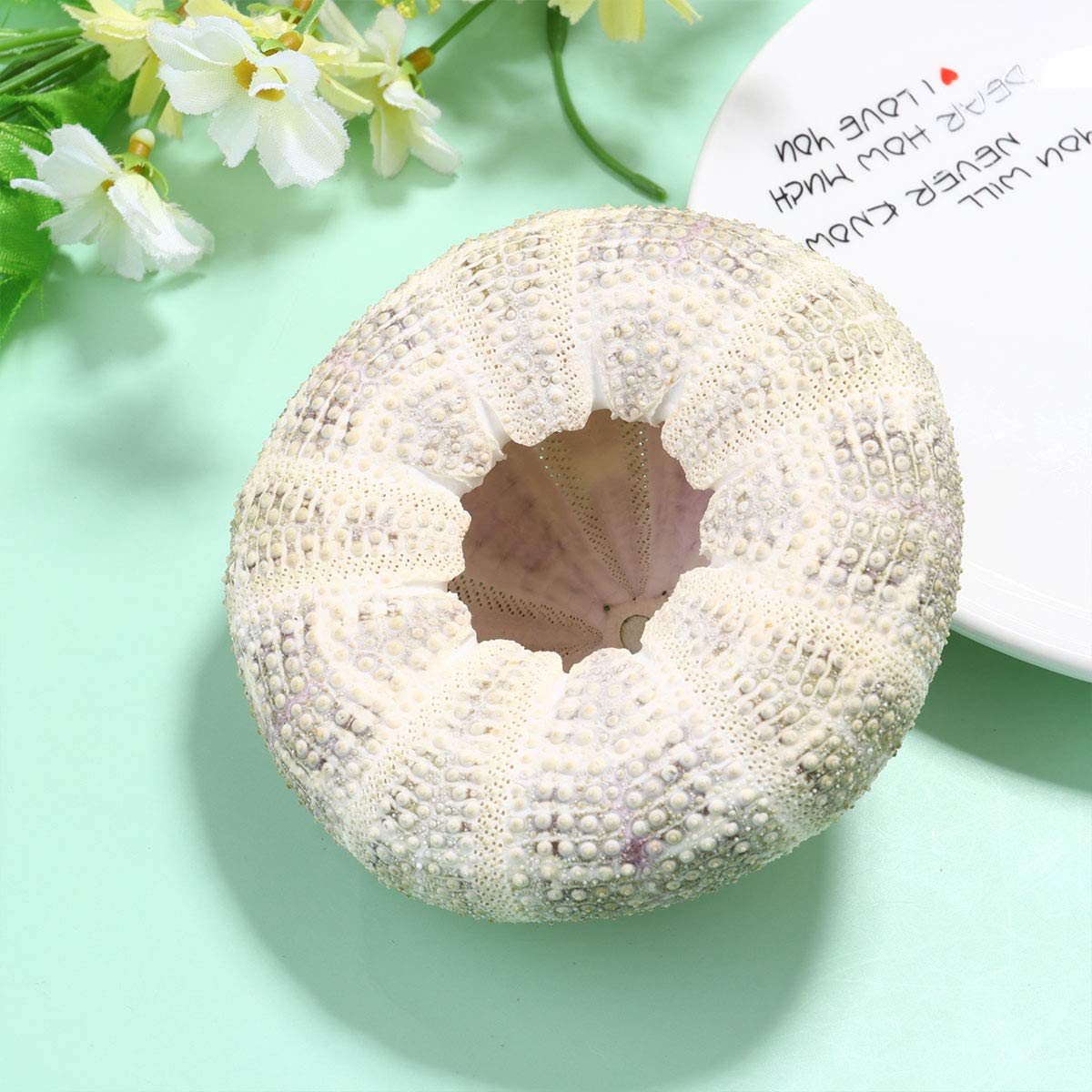 Garnetck - Conchiglia di riccio secca al mare, decorazione, decorazione per la casa, tema, spiaggia, feste, decorazione per matrimonio, supporto per piante d'aria, 2 pezzi