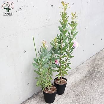 Amazon.co.jp: プロテア・エキシミア 6号鉢大苗【品種で選べる花木苗/1