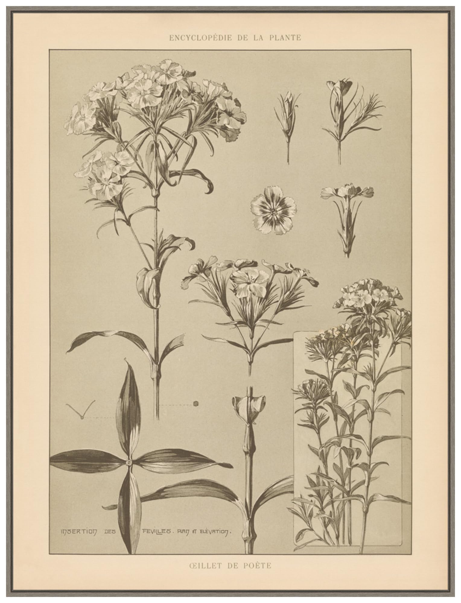 Amanti Art Framed Canvas Wall Art 42x32 Lithograph Florals III by Wild Apple Portfolio, Framed Wall Art Canvas, Flowers Artwork, Country Rustic Decor, Oversize Poster Painting for Living Room,