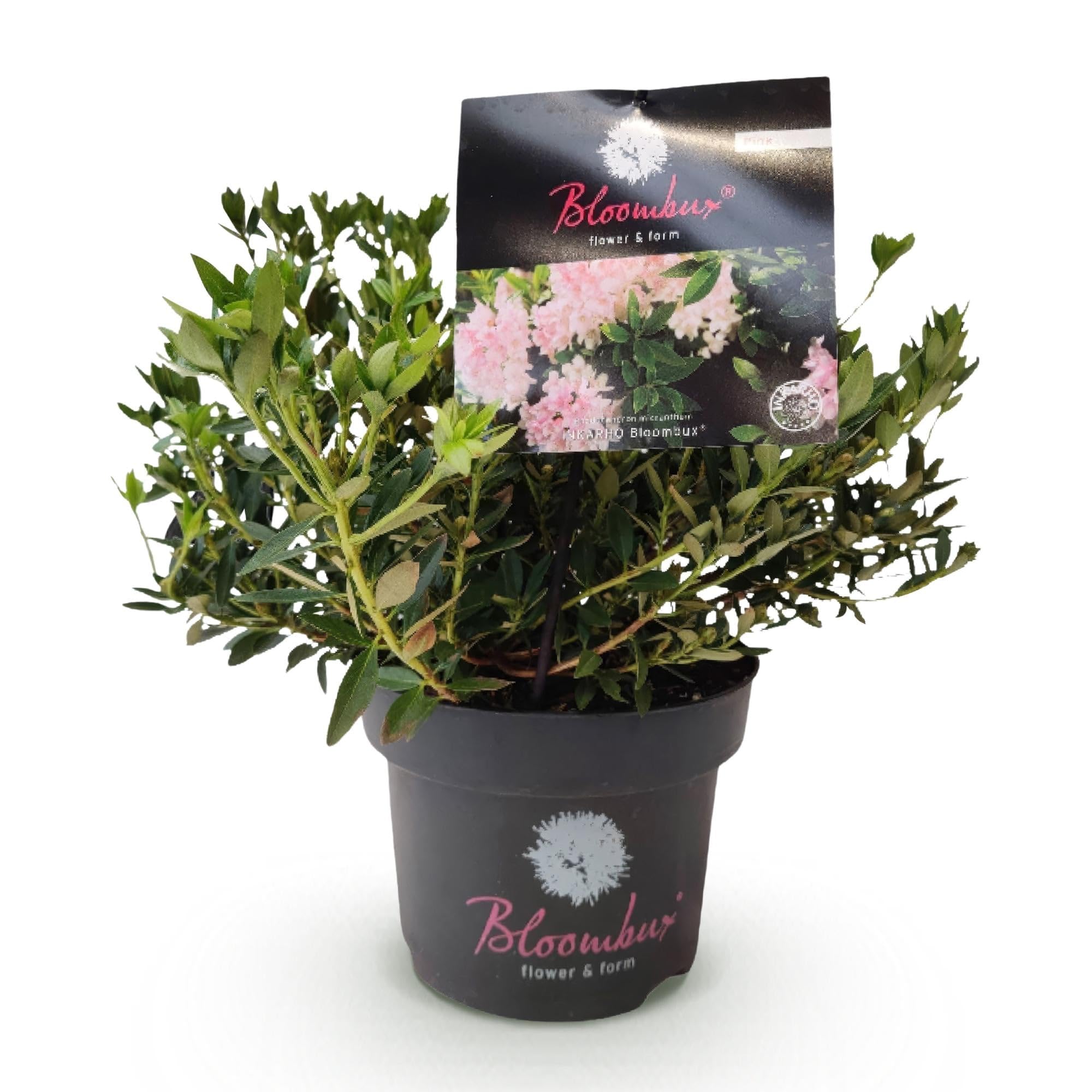 Rhododendron Bloombux Light Pink Zwerg-Rhododendron als 6 Pflanzen 30-40 cm
