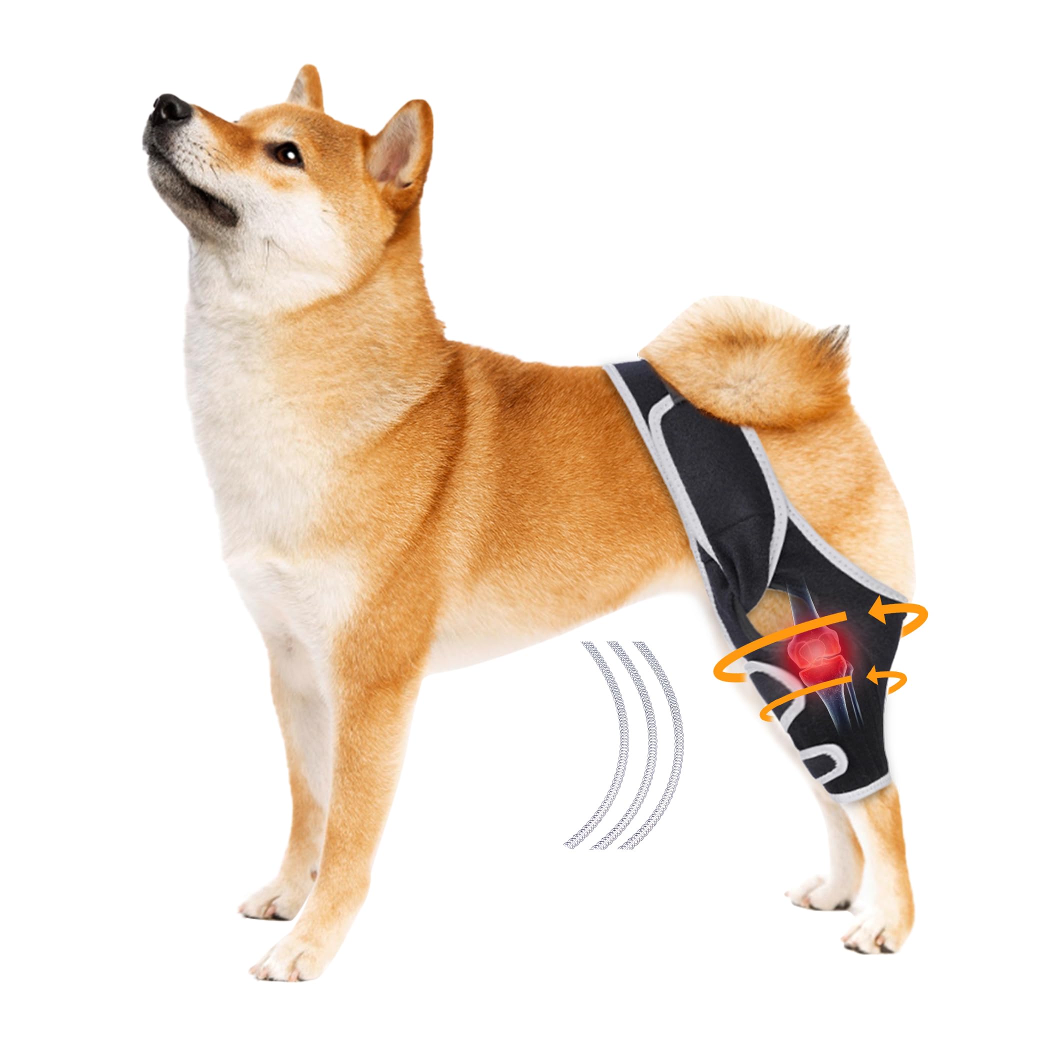 Genouillère pour chien rétablissement ACL soutien articulation et rotule