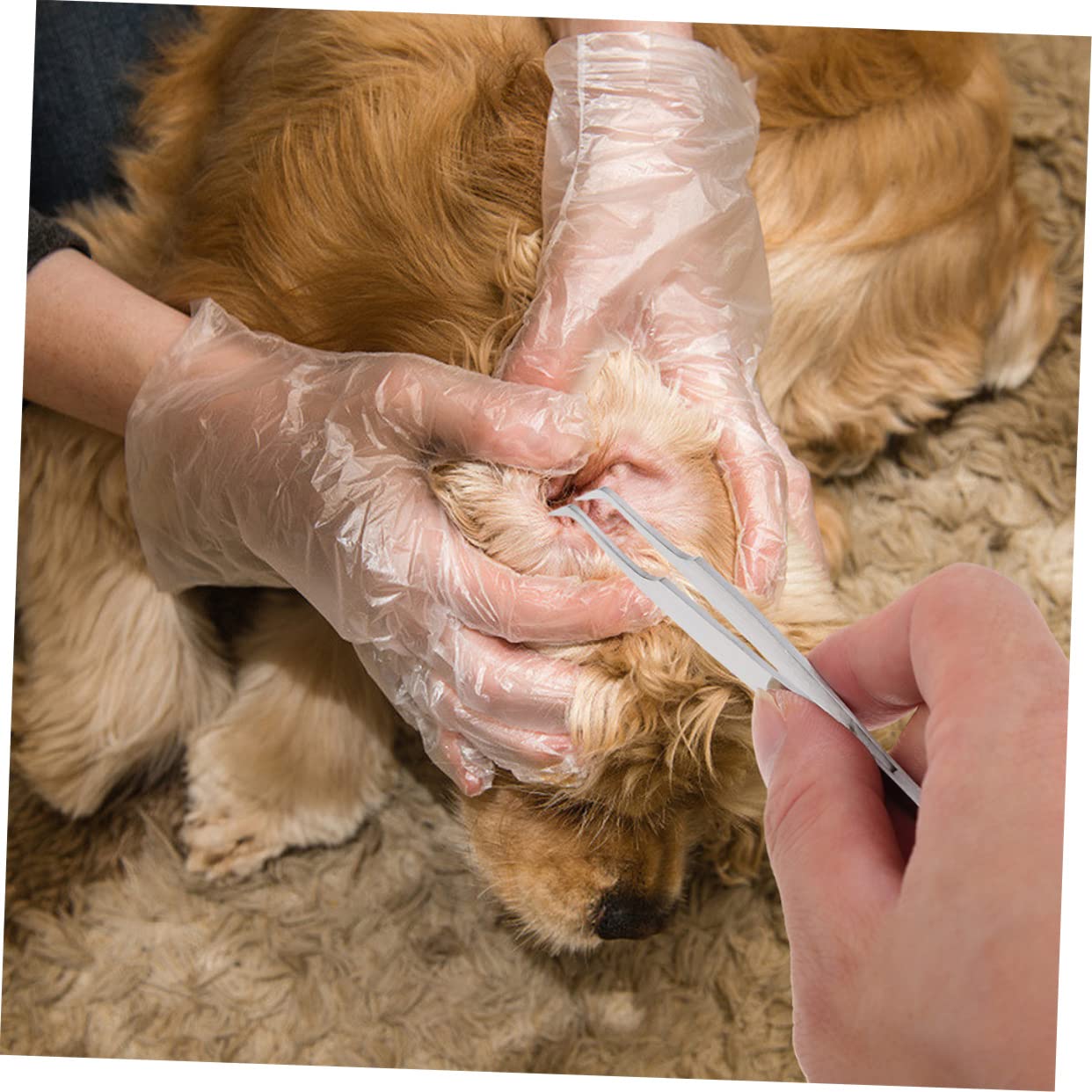 2stücke Zeckenentferner Für Hunde Edelstahl-pinzetten Haustierreinigungswerkzeuge Entfernungswerkzeuge Haustierbedarf Rostfrei Tragbar Langlebig Für Katzen Und Hunde