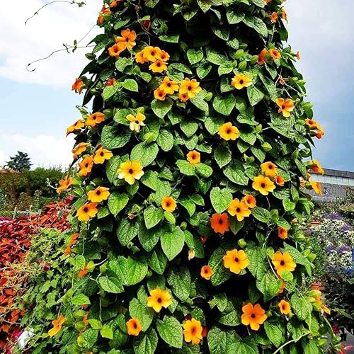 Miniatura 4 de Semillas de vid Susan de ojos negros, incluye 100 semillas en un paquete