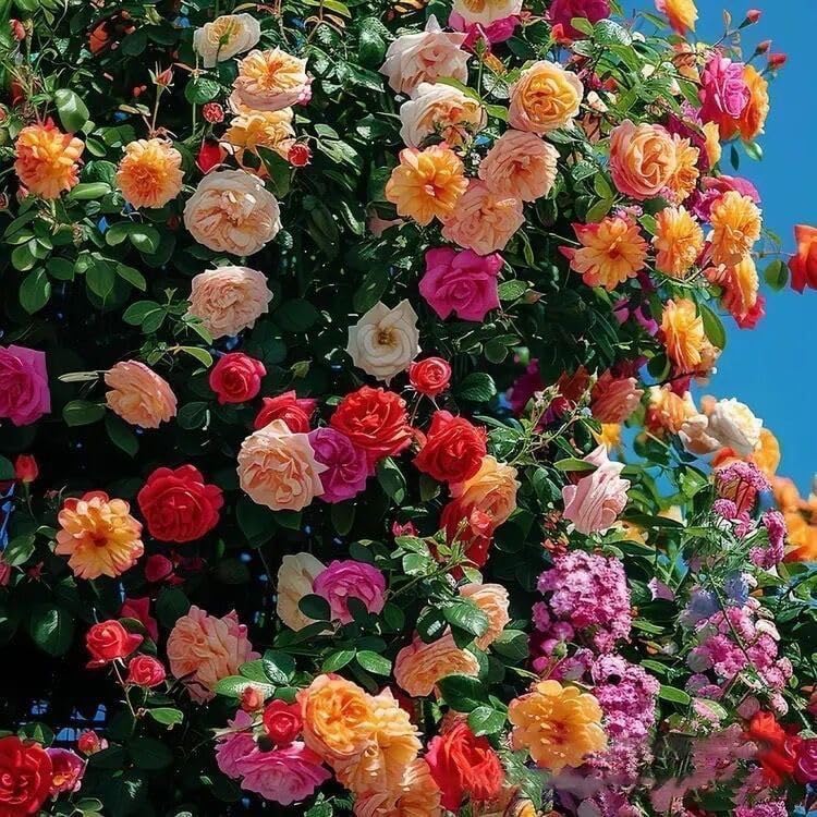 QENIOS 50 Seeds climbing rose seeds for home garden climbing rose imported flower seeds for home and kitchen gardening | rose seeds for home gardening | high germination rate (50 Seedd)