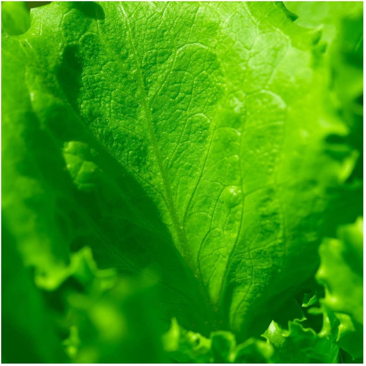 Everwilde Farms - 1/4 Lb Organic Arianna Butterhead Lettuce Seeds - Gold Vault