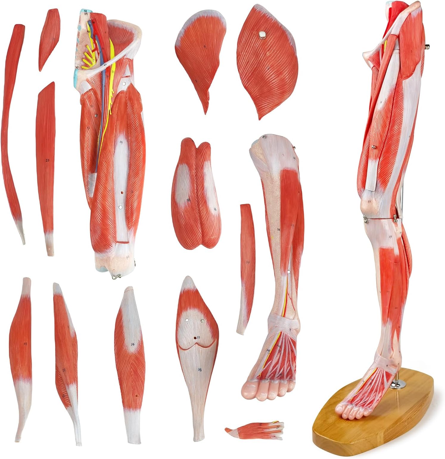 EVOTECH Mini Leg Musular Anatomical Model