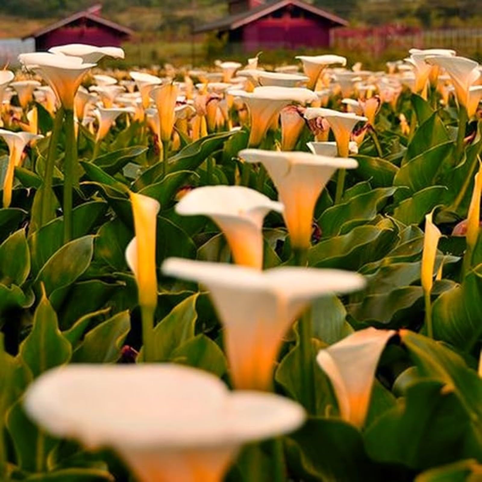 Calla Lily Bulbs Mix for Planting Now UK/Greening Flower/Strong Plants That Grow Well/Good for Containers/Cut Flowers/Natural Organic/Wedding Flowers.-2bulbs-D