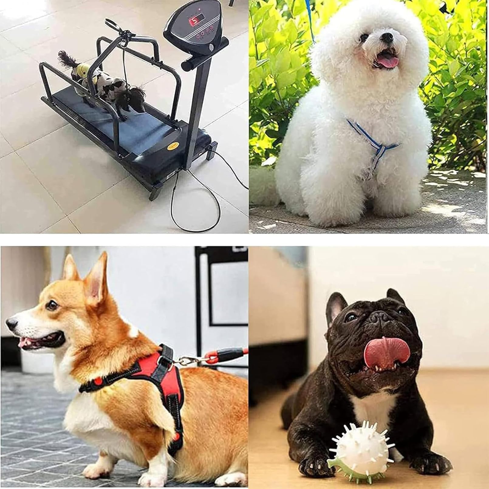 Cinta de correr para perros de interior con pantalla LCD, máquina de correr silenciosa para perros pequeños y medianos, ejercicio de fitness