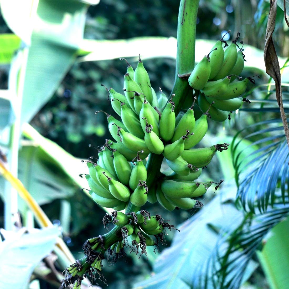 PlantsShip Rare Banana Chakkarakeli, Kela Live Healthy Banana Plant