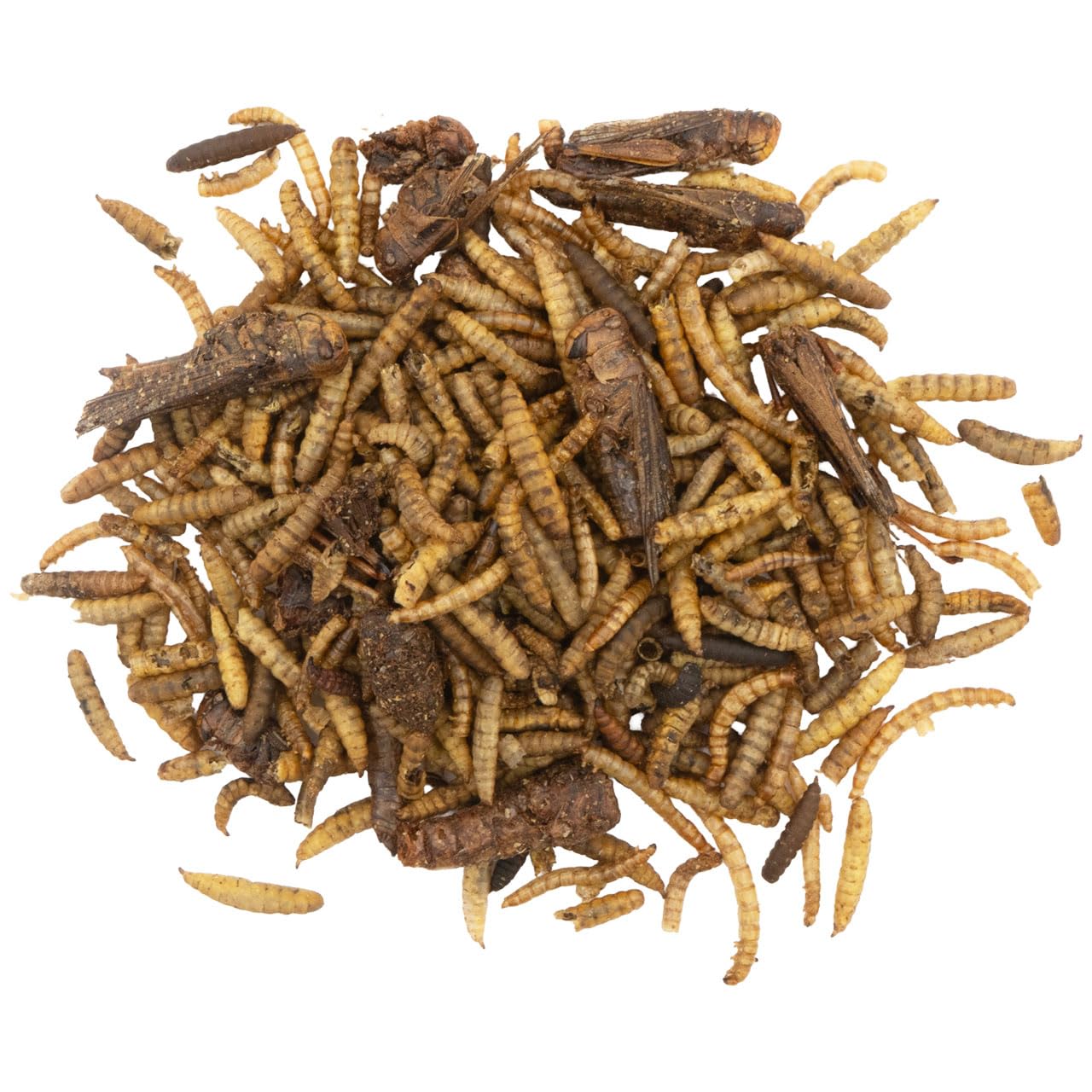 JR Farm Garden Mélange d'insectes 10 kg (alarmes hermétiques, vers de Farine, sauterelles | Nourriture Riche en protéines)