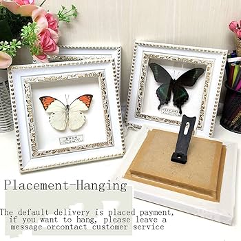 蝶　剥製 Amazon.co.jp: 昆虫標本、絶妙な蝶標本展示、本物の額入り蝶剥製