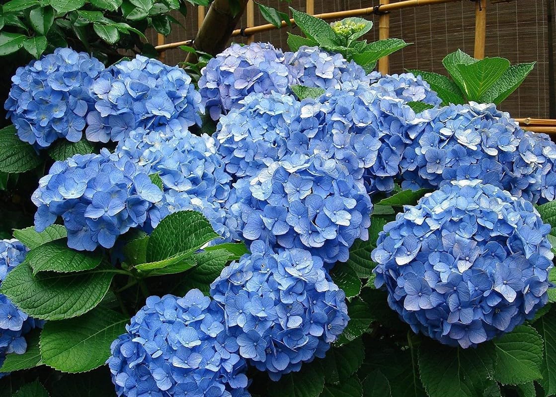 Hydrangea4937　0602 FasanGreen Flower Hydrangea Plant for Indoor and Outdoor with Pot
