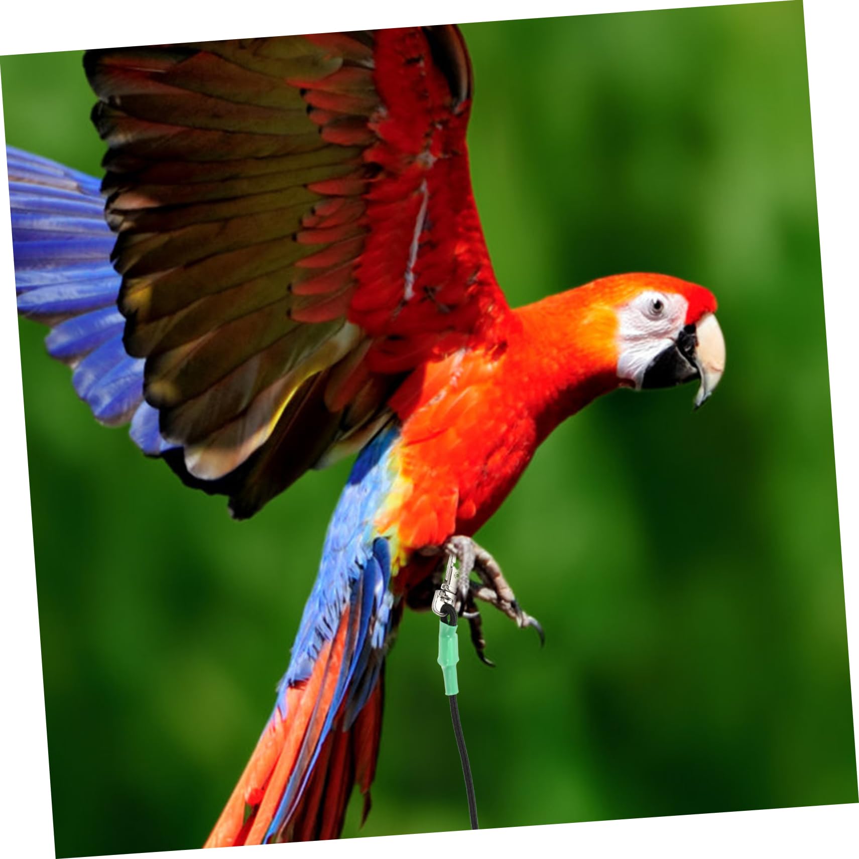 Kisangel 2 Piezas Cuerda De Pájaro Arnés De Pájaro Mascota Arnés y Correa para Cacatúa Cuerda De Entrenamiento De Loros Suministros De Correa De Loro De Acero Inoxidable Green