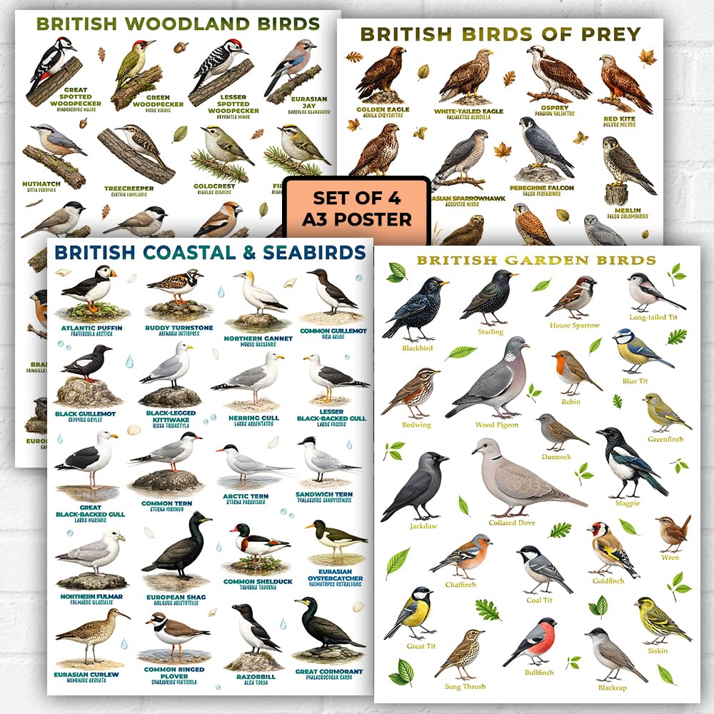 British Bird Poster Set of 4 A3 | Ornithology Bird Identification Posters | Garden Birds, Birds of Prey, Coastal & Woodland Birds Wall Art