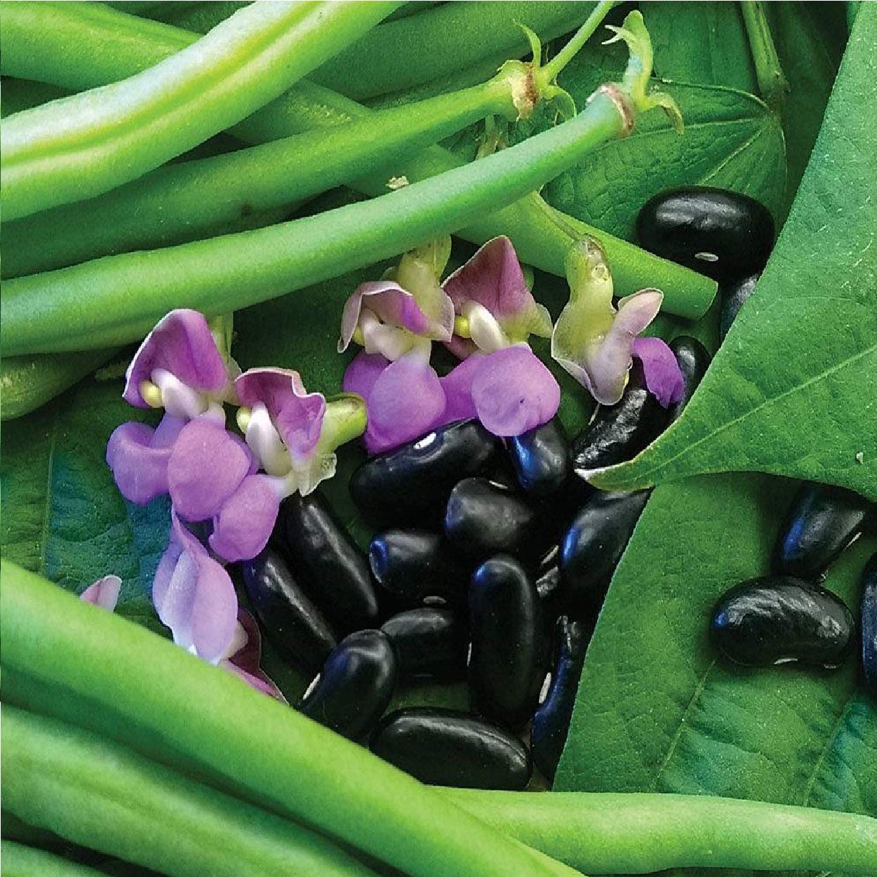Bolly Bulbs® Dwarf French Beans 'Nautica' (35 Seeds) Amazon.co.uk