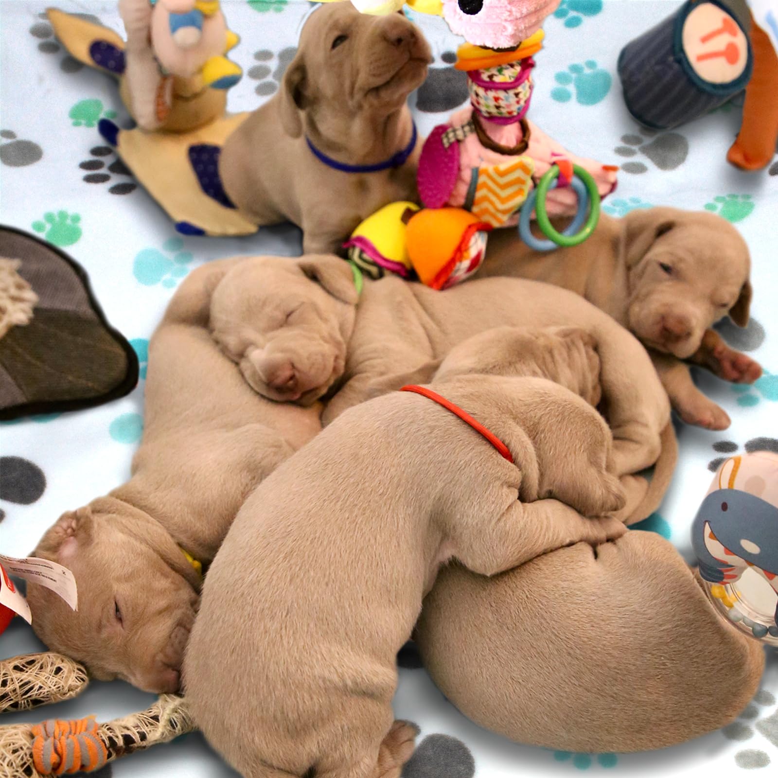 Mantas para perros grandes, 3 piezas de manta lavable de franela suave y esponjosa para mascotas, funda para cama y sofá, bonita manta estampada para cachorros, 60 x 50 pulgadas
