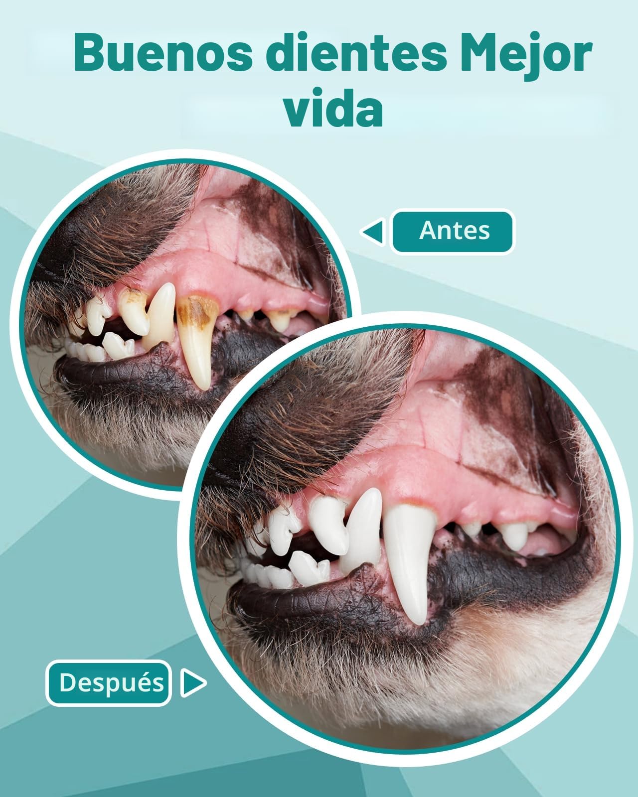Kit de limpieza dental ultrasónico Petbank para perros y gatos, eliminador de sarro dental ultrasónico para perros y gatos, 5 modos de limpieza y 4 cabezales de limpieza para mascotas
