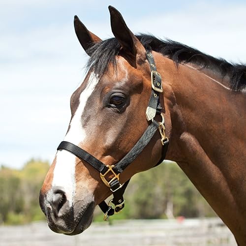 Miniatura 2 de Hamilton Halter de nailon de 1 pulgada con barbilla ajustable, azul marino, tamaño promedio