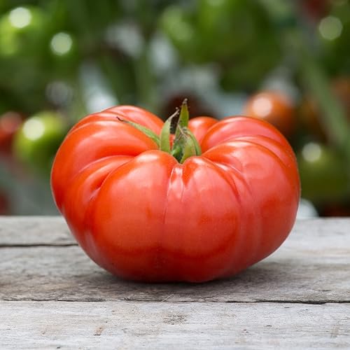 Miniatura 1 de Eden Brothers Semillas de tomate  Semillas de carne sin OMG para plantar, paquete  Semillas de vegetales de bajo mantenimiento, plantas durante la