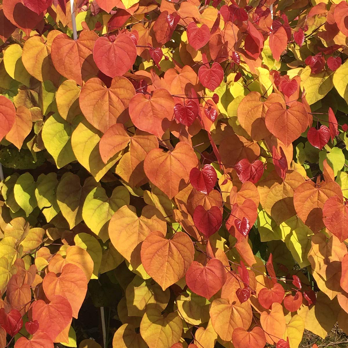 Flame Thrower Redbud - Spring Hill Nurseries