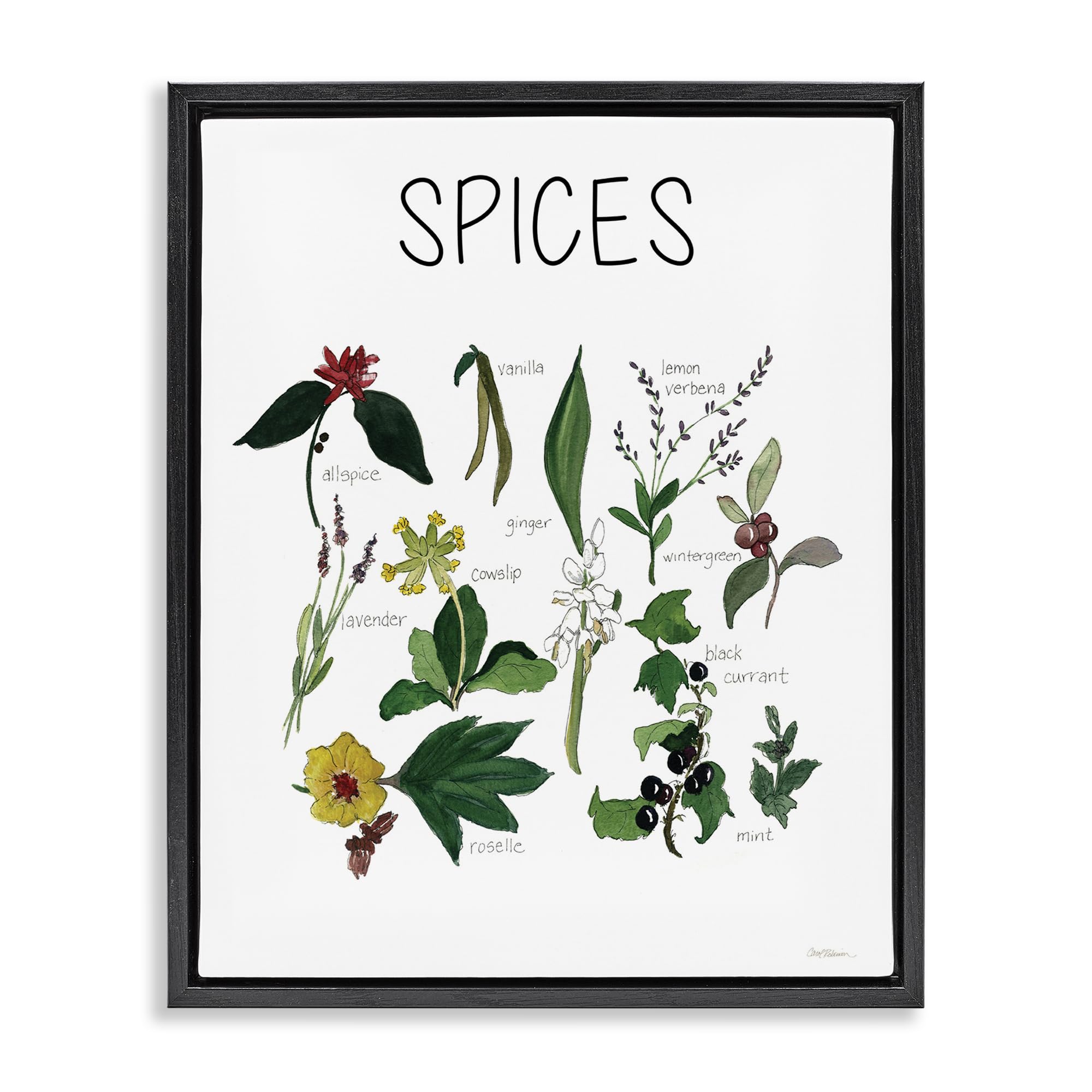 Stupell Industries Spices Botanical Identification Chart 'Spices Identification Chart', Floating Frame Canvas Art, Black, 17 X 21 Inches, Easy To Hang And Sturdy, Made In Usa, By Carol Robinson
