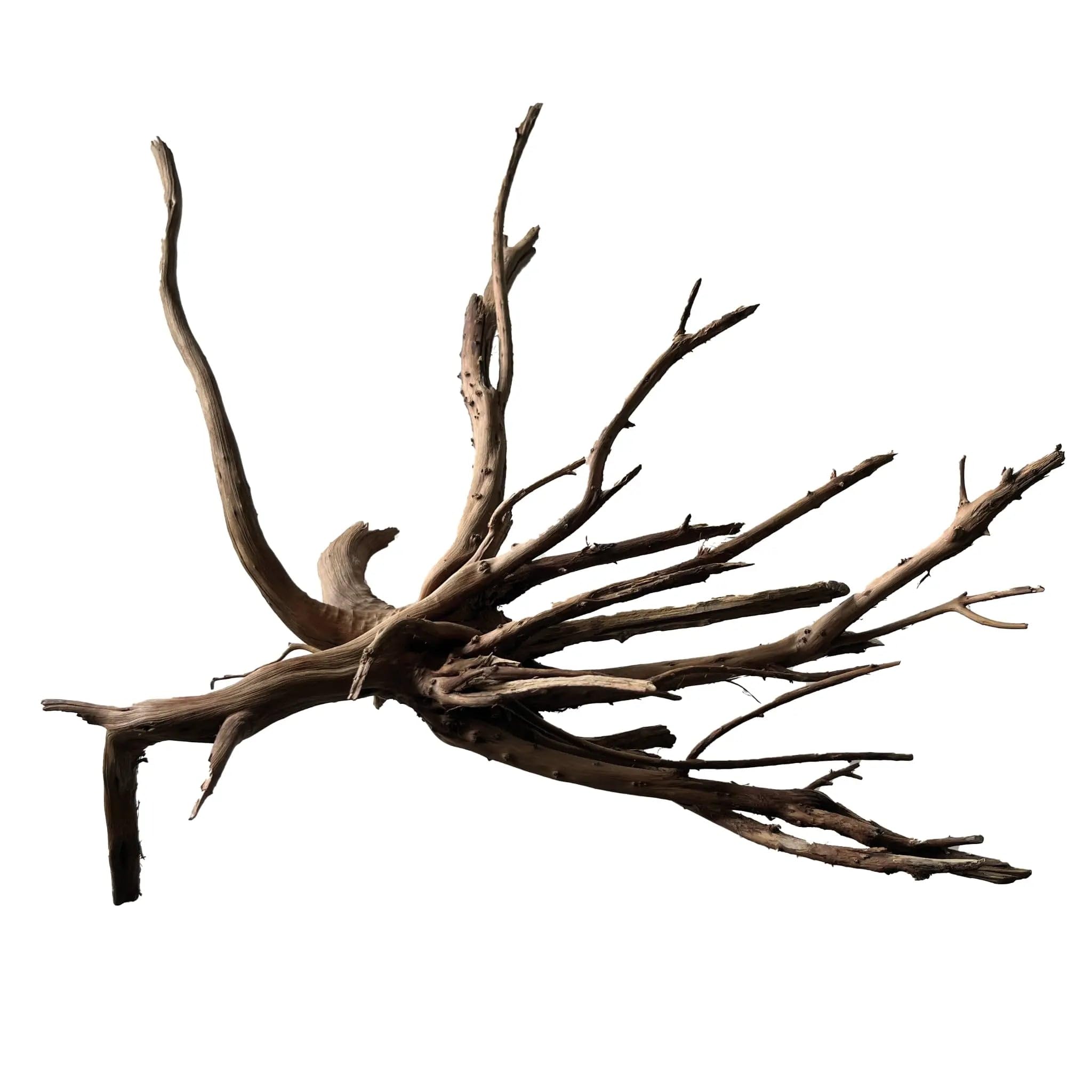 Superfish Black Spiderwood Medium