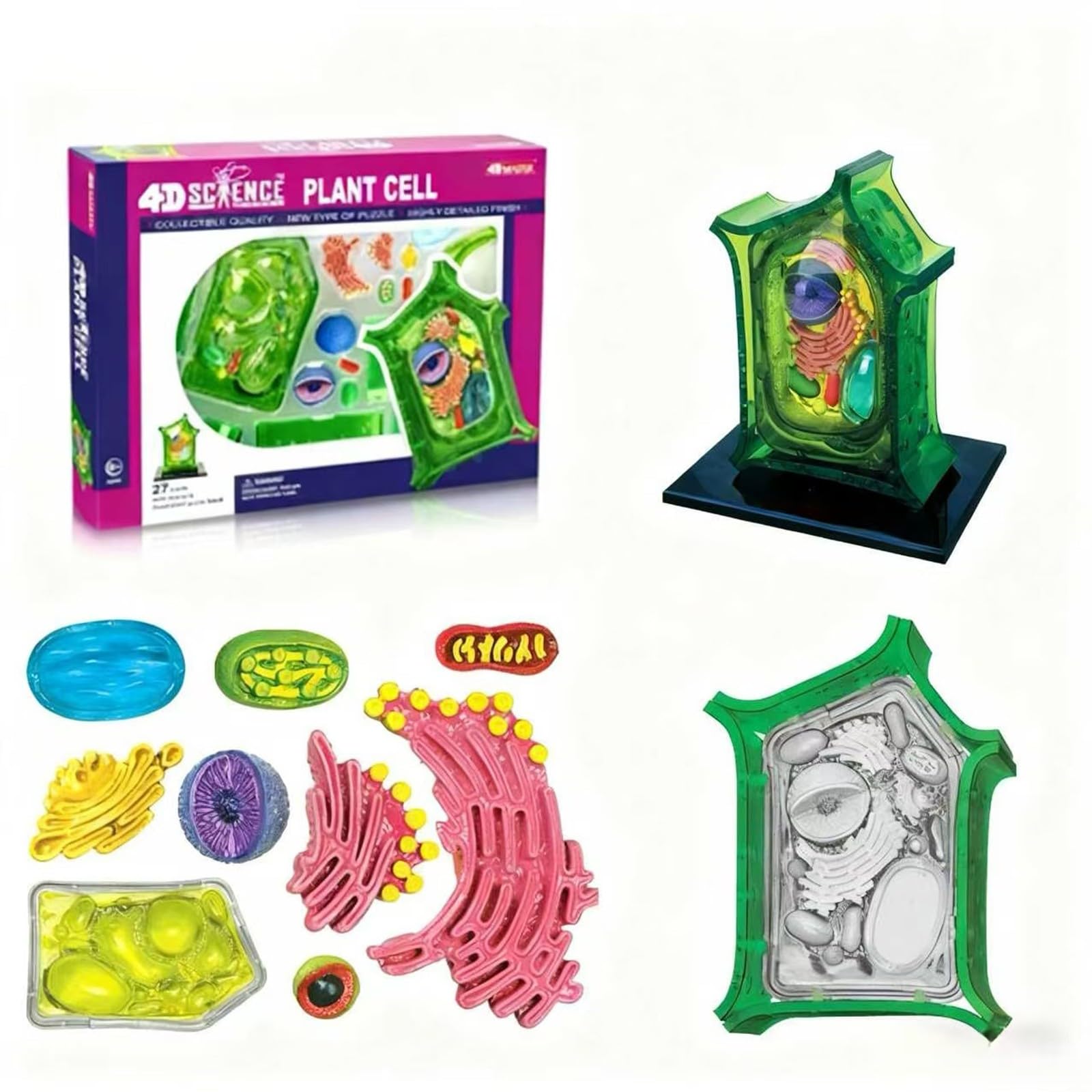 Modello Anatomico di Cellula Vegetale Staccabile 4D, Modello di Cellula Scientifica in 26 Parti, Kit di Modelli di Cellule Vegetali per Insegnamento di Microbiologia