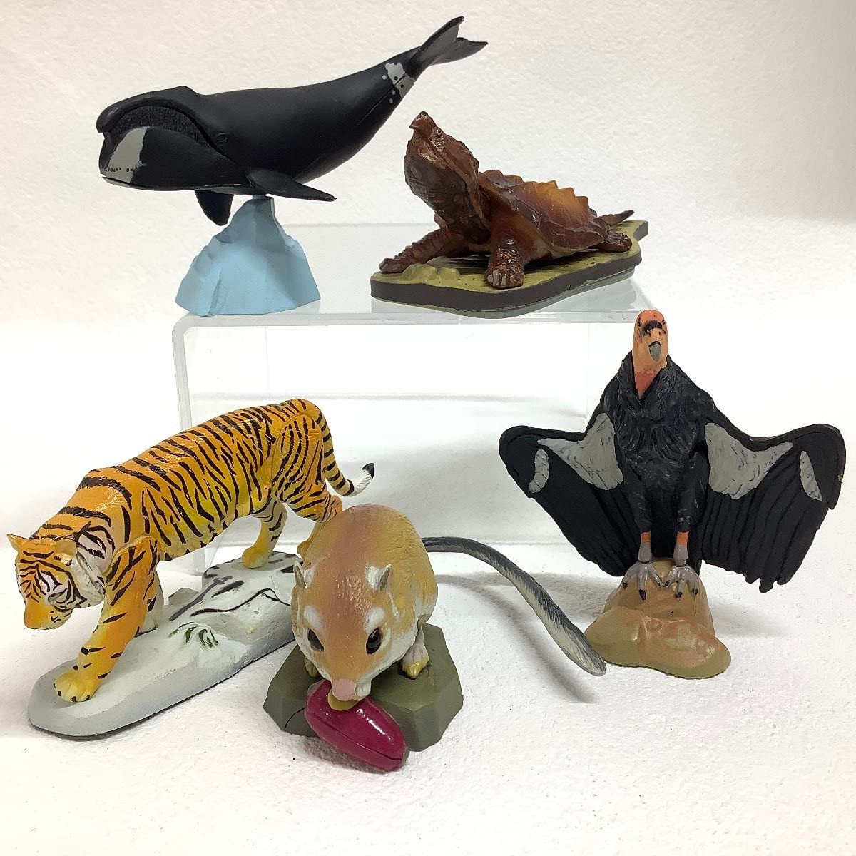 Amazon.co.jp: 世界の動物コレクション 動物世界遺産 レッド・データ  