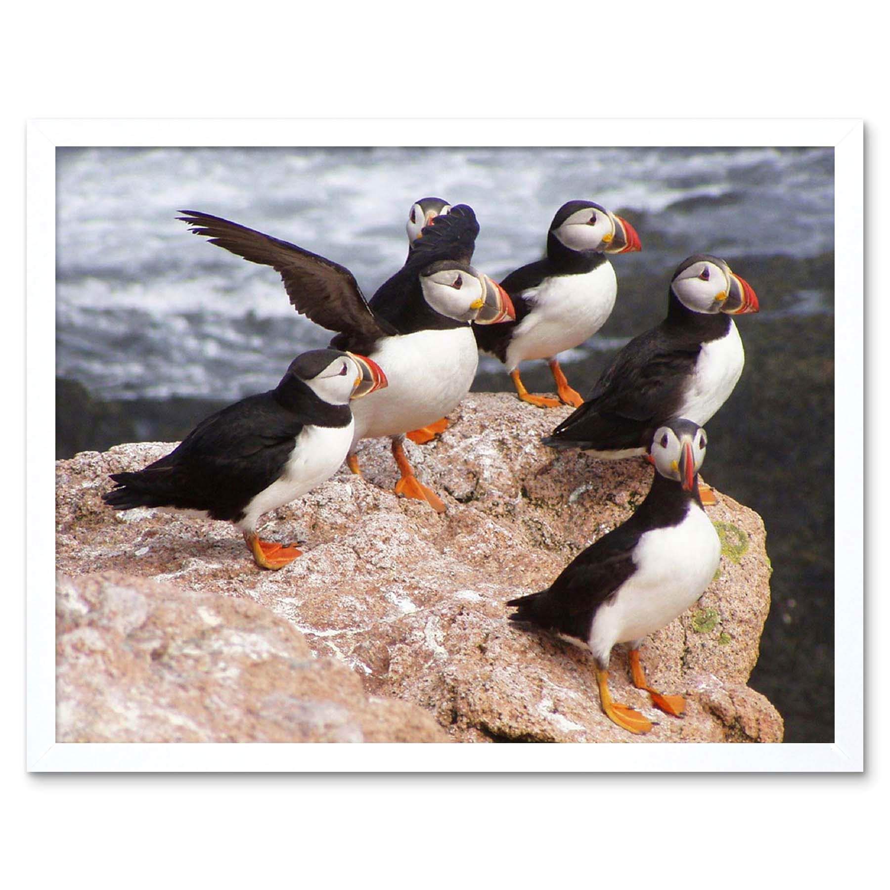 Wee Blue Coo Animal North Atlantic Puffins Art Print Framed Poster Wall Decor 12X16 Inch