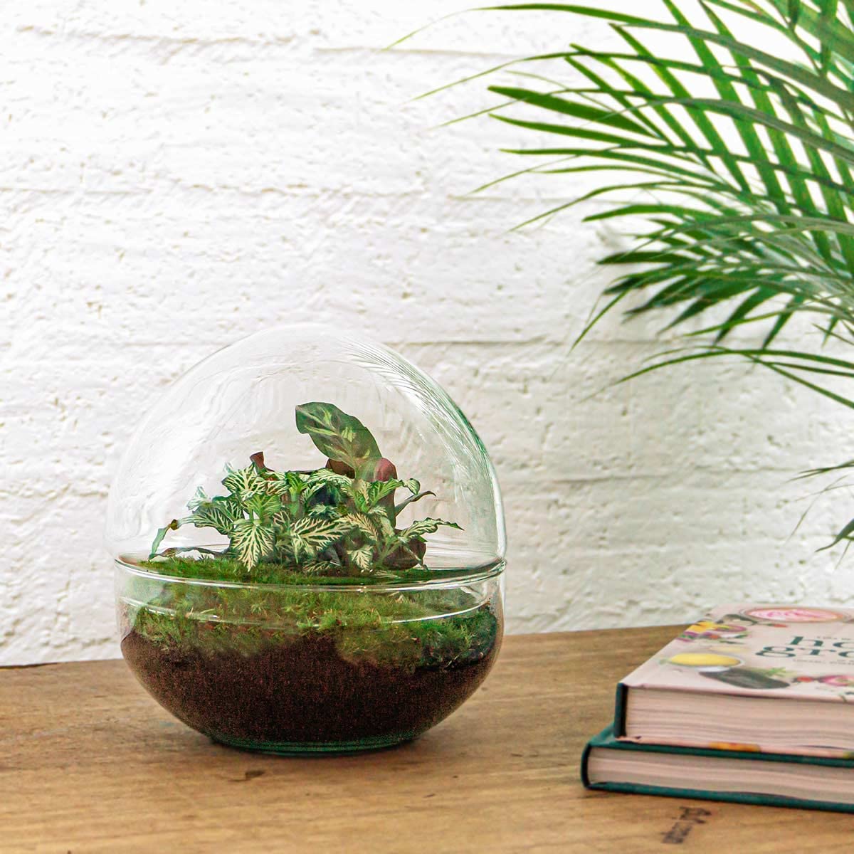Terrarium do roślin • kopuła • ekosystem z roślinami • ↑ 20 cm – DIY – kompletny zestaw terrarium – terrarium – miejski terrarium – terrarium + grabienie + łopatka + pęseta + nożyczki
