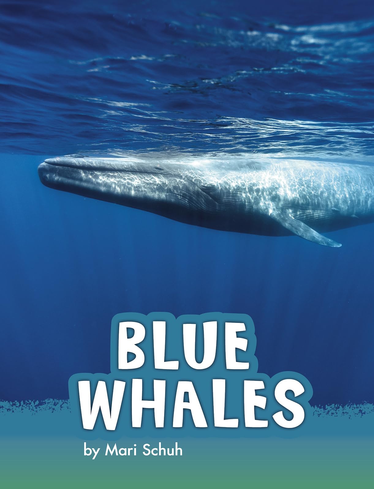 Blue Whales (Pebble Explore; Animals): Schuh, Mari: 9781977117946 ...