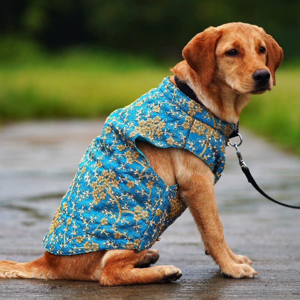 Myartbucket Dog Sherwani: Ethnic Wear, Wedding Dress for Dogs Melting Designer Sherwani (S, Cobalt Blue) 2