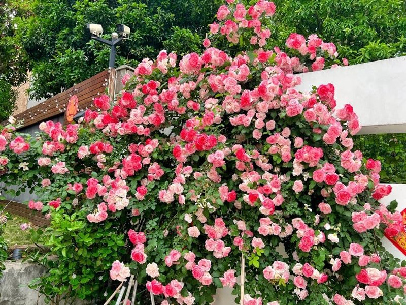 Miniatura 4 de Más de 600 semillas de rosas trepadoras para plantar al aire libre, flor de vid vibrante, flores ornamentales de jardín de larga duración (mezcladas)