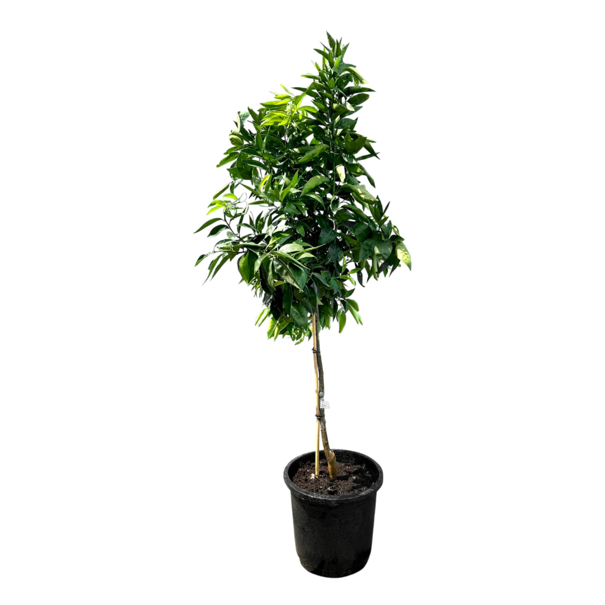 Sunny Tree - Mandarinenbaum - Citrus Reticulata - Citrusbaum - Obstbaum - 160 Zentimeter - Fruchtbildend - 8-jähriger Mandarinenbaum