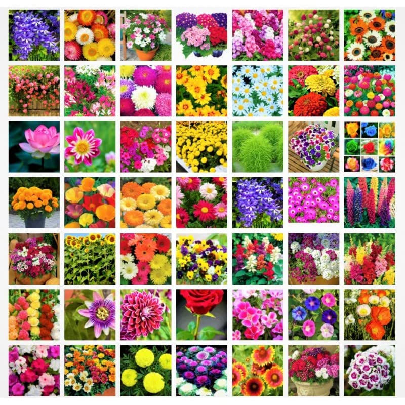 2000+ Seeds- All Seasons 50 Variety of Hybrid Flower Seeds (B0B2G5J339) Amazon Price History, Amazon Price Tracker