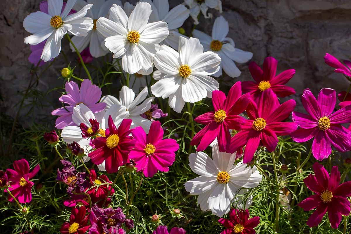 Grow Vibrant Cosmos Flowers on Your Balcony with our Premium Seeds and Free Germination Potting Soil Mix (B0B7774HZ3) Amazon Price History, Amazon Price Tracker
