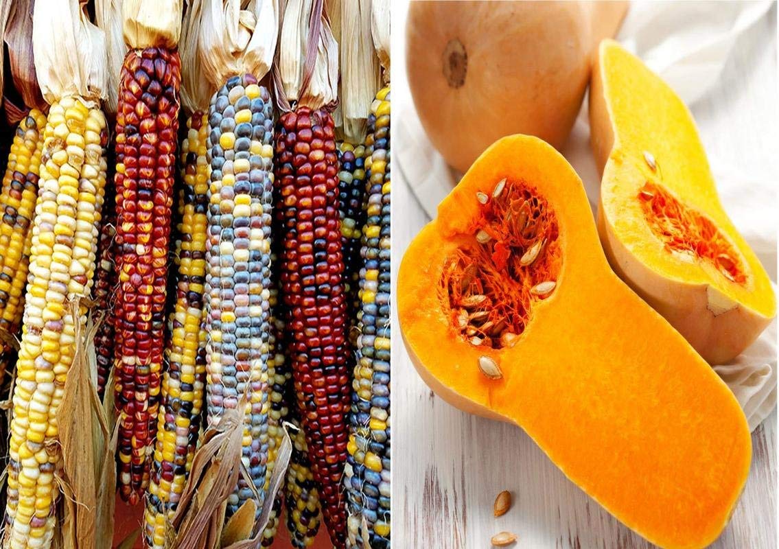 VIBEX -™ VXL-995 Colourful Rainbow Corn and Squash Waltham Butternut Seeds (B08YWNXSP1) Amazon Price History, Amazon Price Tracker
