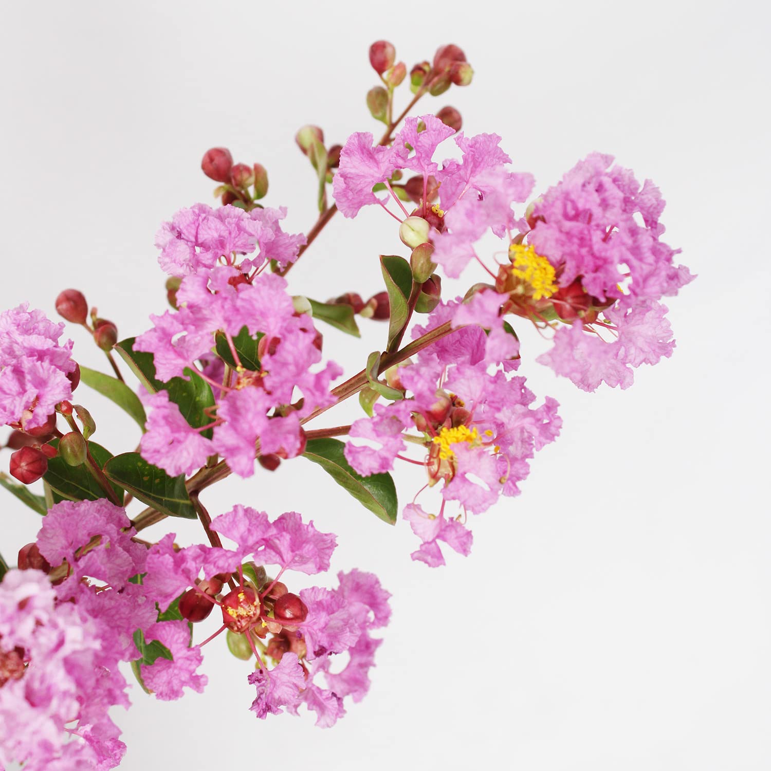 KENTIS - Lagerstroemia Indica Violet - Crape Myrtle - Plantes d'Extérieur Naturelles Resistantes - H 60-80 Pot Ø 24 cm