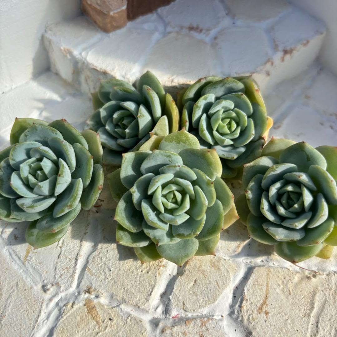 Amazon.co.jp: 多肉植物エケベリア韓国苗 レア品種 ラブチューン 5苗