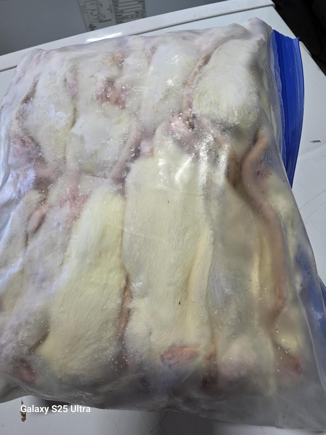 Frozen Small Rats 20 Count, 45-84 Grams Each